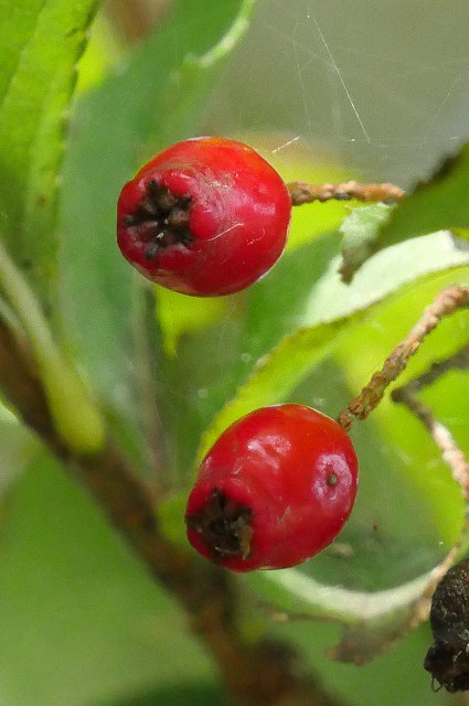 カマツカの果実-2