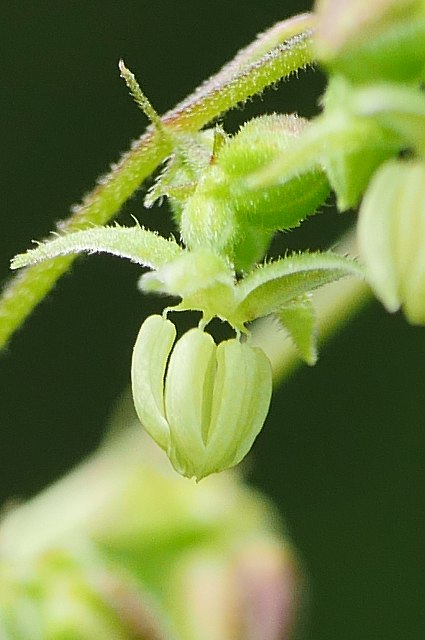 カナムグラの雄花