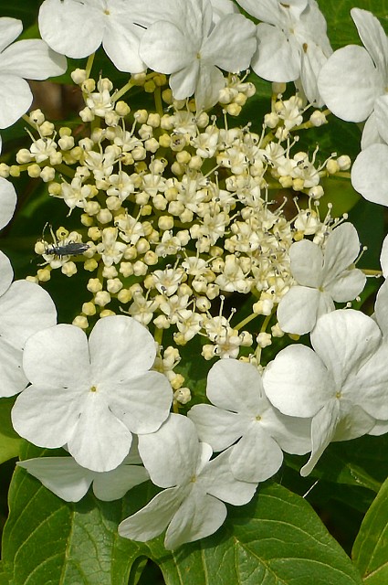 カンボクの花