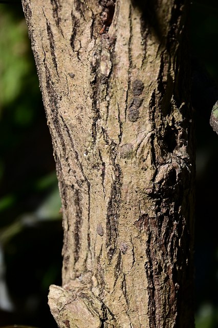 カンボクの樹皮