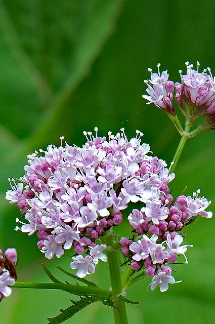 カノコソウの花