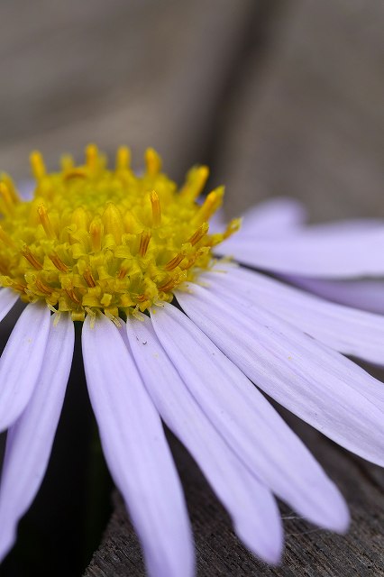 カントウヨメナの花