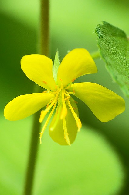 カラスノゴマの花