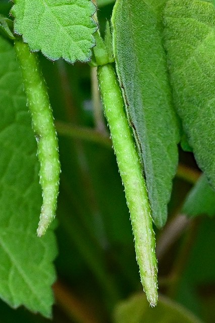 カラスノゴマの果実