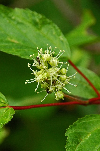 カラコギカエデの花