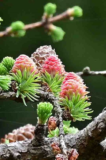 カラマツの雌花