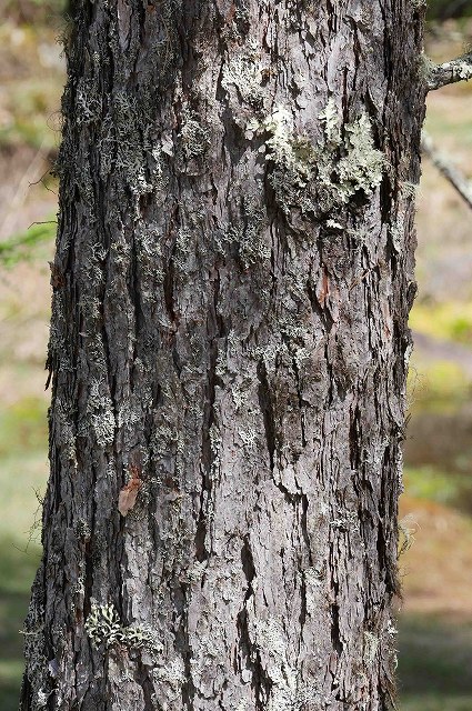 カラマツの樹皮