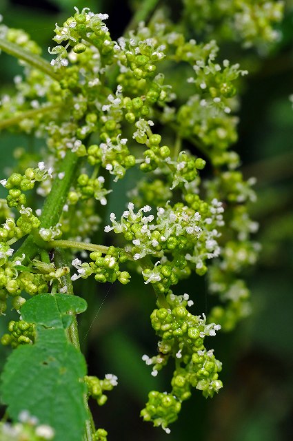 カラムシの雄花