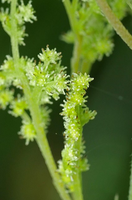 カラムシの雌花