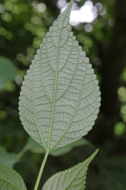 カラムシの葉