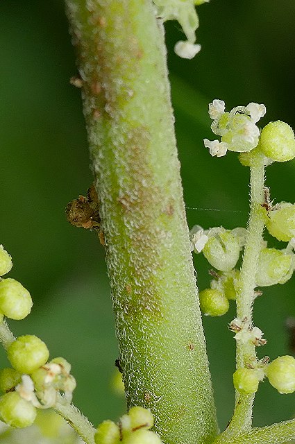 カラムシの茎