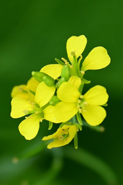カラシナの花