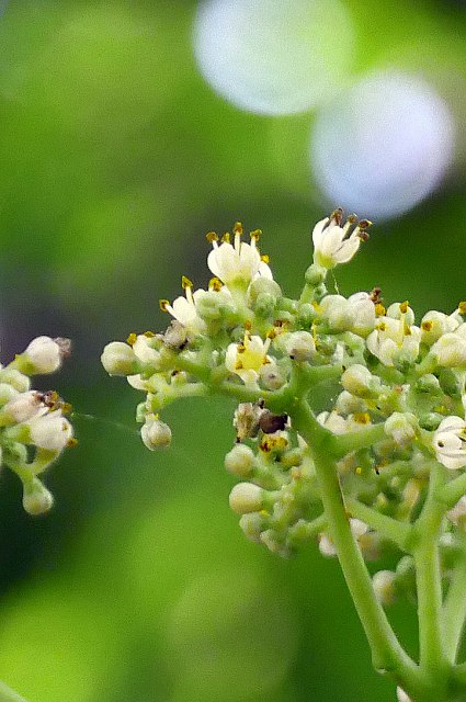 カラスザンショウの花