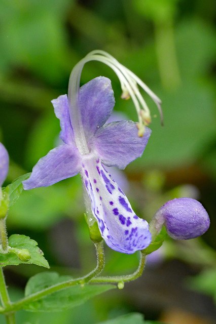 カリガネソウの花冠