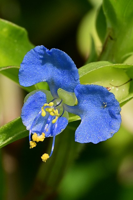 カロライナツユクサの花