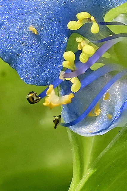 カロライナツユクサの花-2