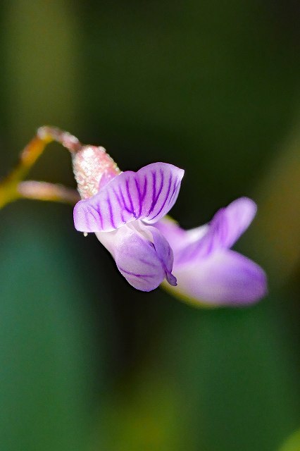 カスマグサの花