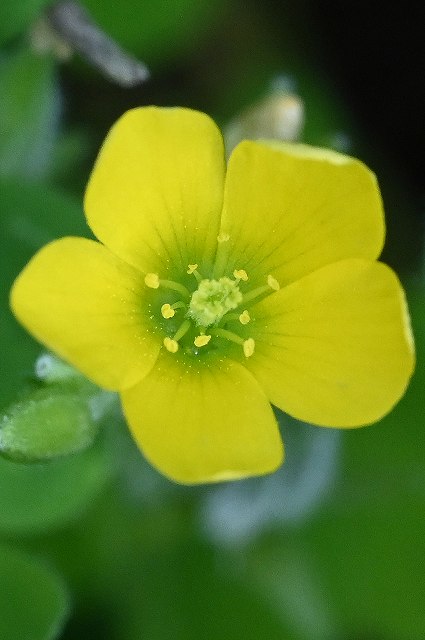 カタバミの花