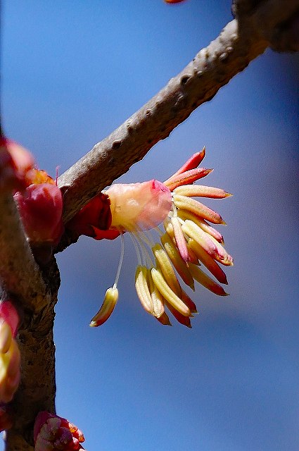 カツラの雄花