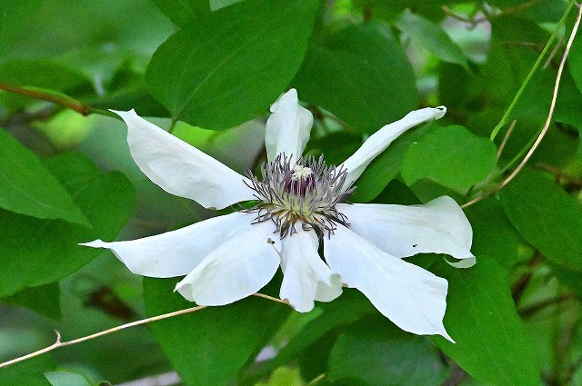 カザグルマの花