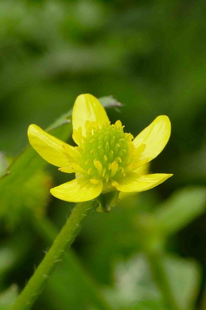 ケキツネノボタンの花