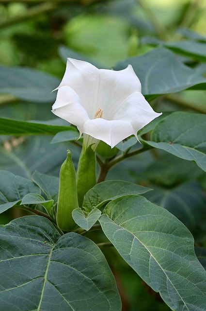 ケチョウセンアサガオの花