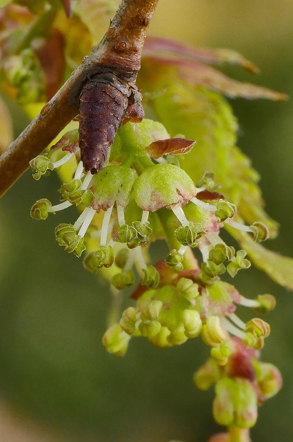 ケヤキの雄花