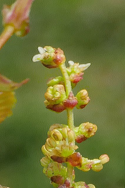 ケヤキの雌花