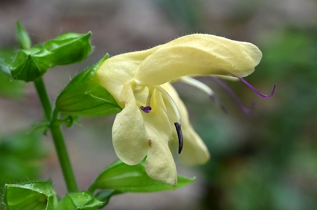 キバナアキギリの花冠