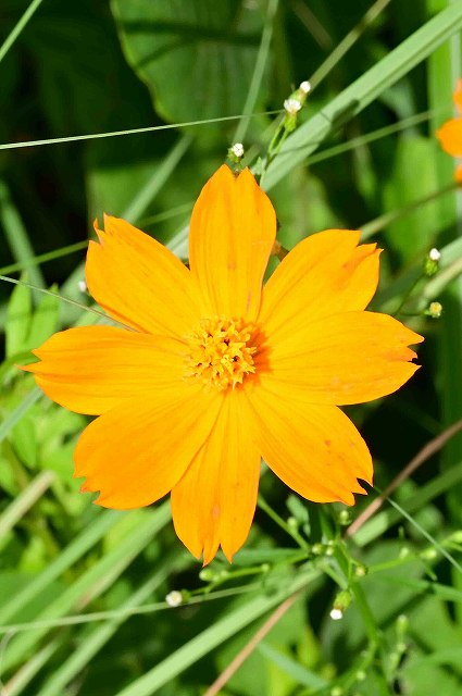 キバナコスモスの花