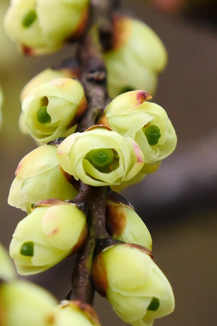 キブシの雌花