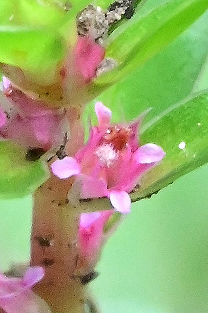 キカシグサの花