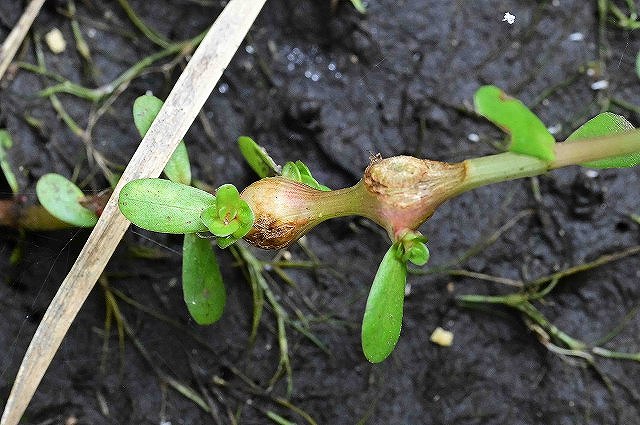 キカシグサの虫癭