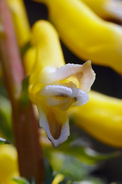 キケマンの花-2