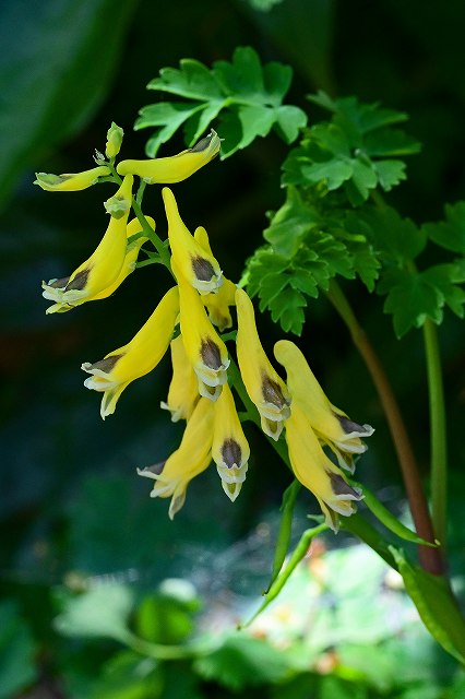 キケマンの花