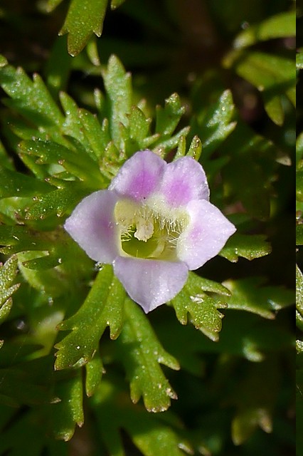 キクモの花