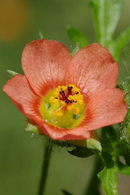 キクノハアオイの花