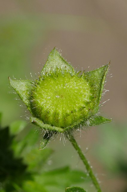 キクノハアオイ（花後）