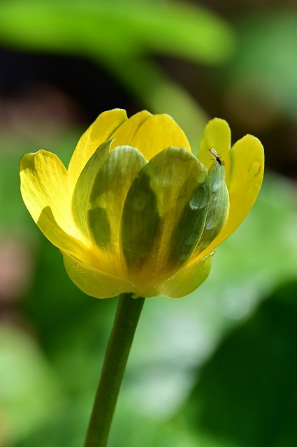 キクザキリュウキンカの花-2