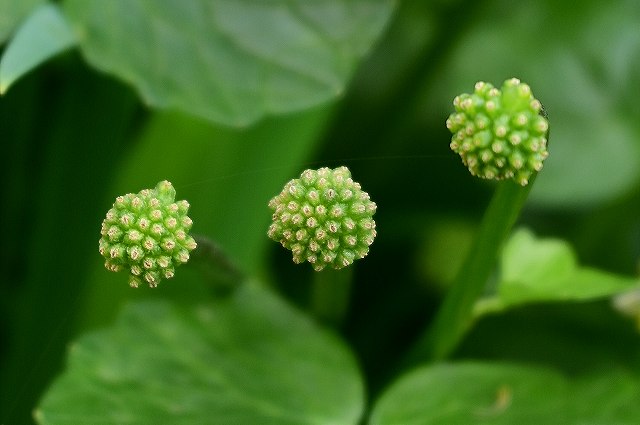 キクザキリュウキンカの果実