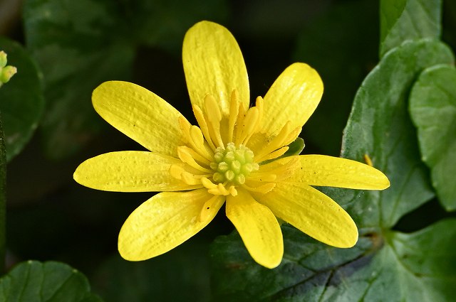 キクザキリュウキンカの花