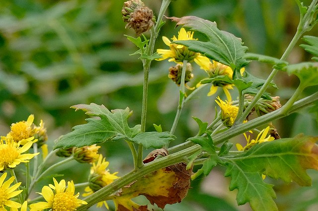 キクタニギクの茎