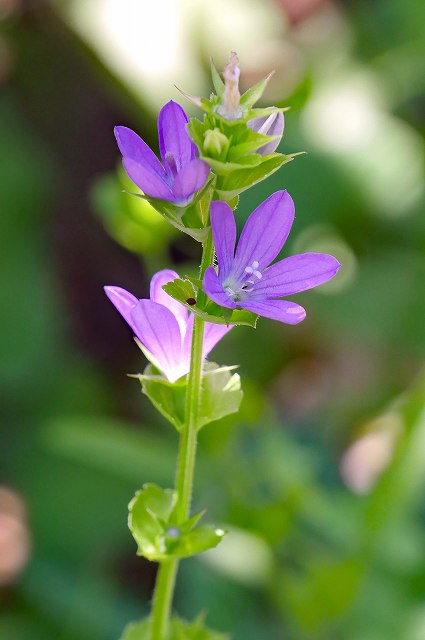 キキョウソウの花