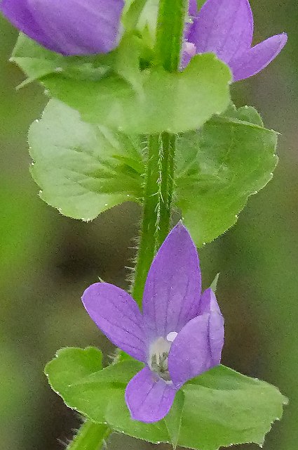 キキョウソウの茎