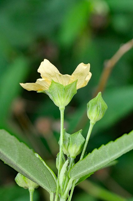 キンゴジカの花-2