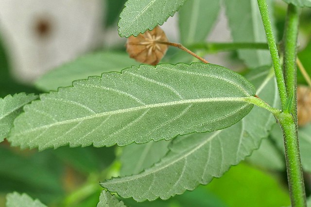 キンゴジカの葉-2