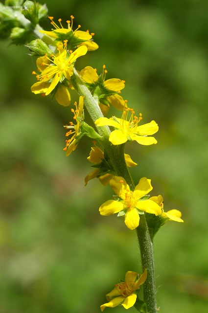 キンミズヒキの花