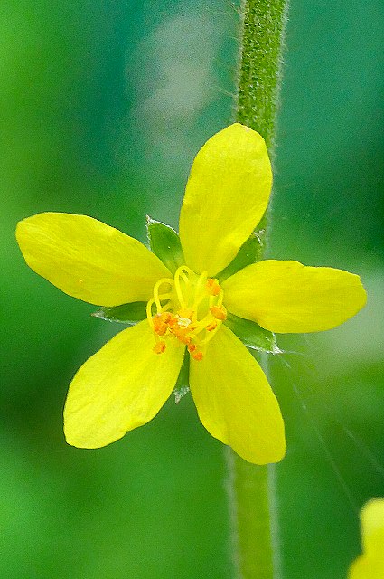 キンミズヒキの花-2