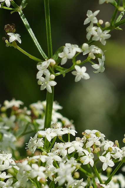 キヌタソウの花