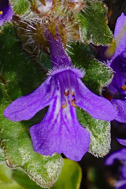 キランソウの花冠